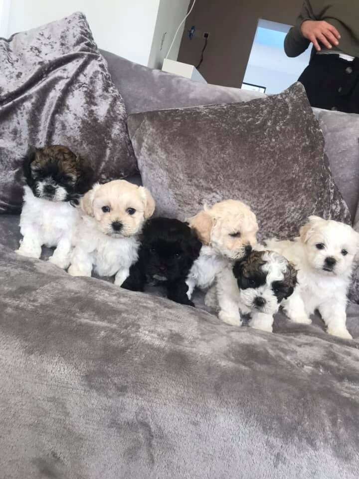shichon puppies for sale gumtree